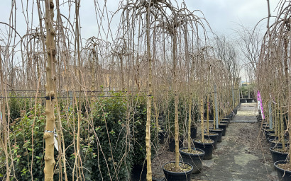 morus alba "pendula"